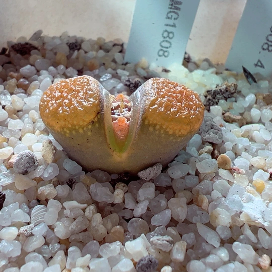 1209-298多肉多肉蛋糕