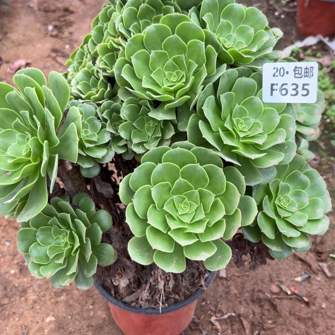 635绿杨蓉，多肉法师