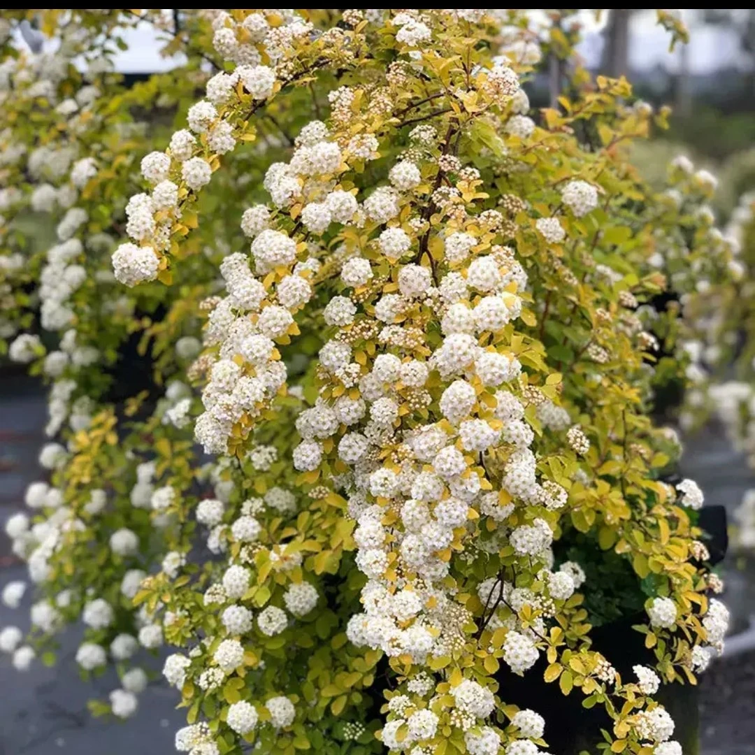 黄金喷泉粉霜绣线菊盆栽多年生灌木庭院花园花镜木本植物小手球
