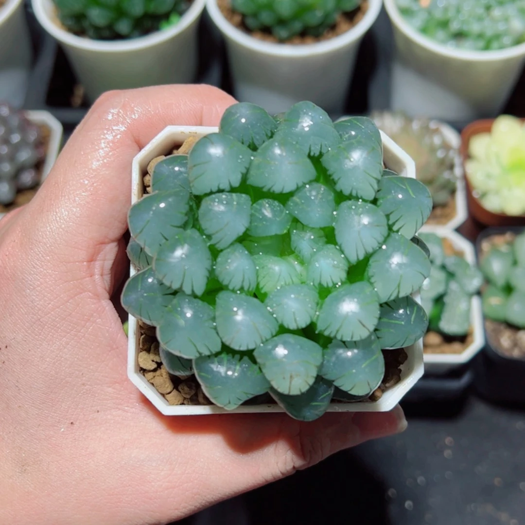 【闪购商品】冰灯玉露