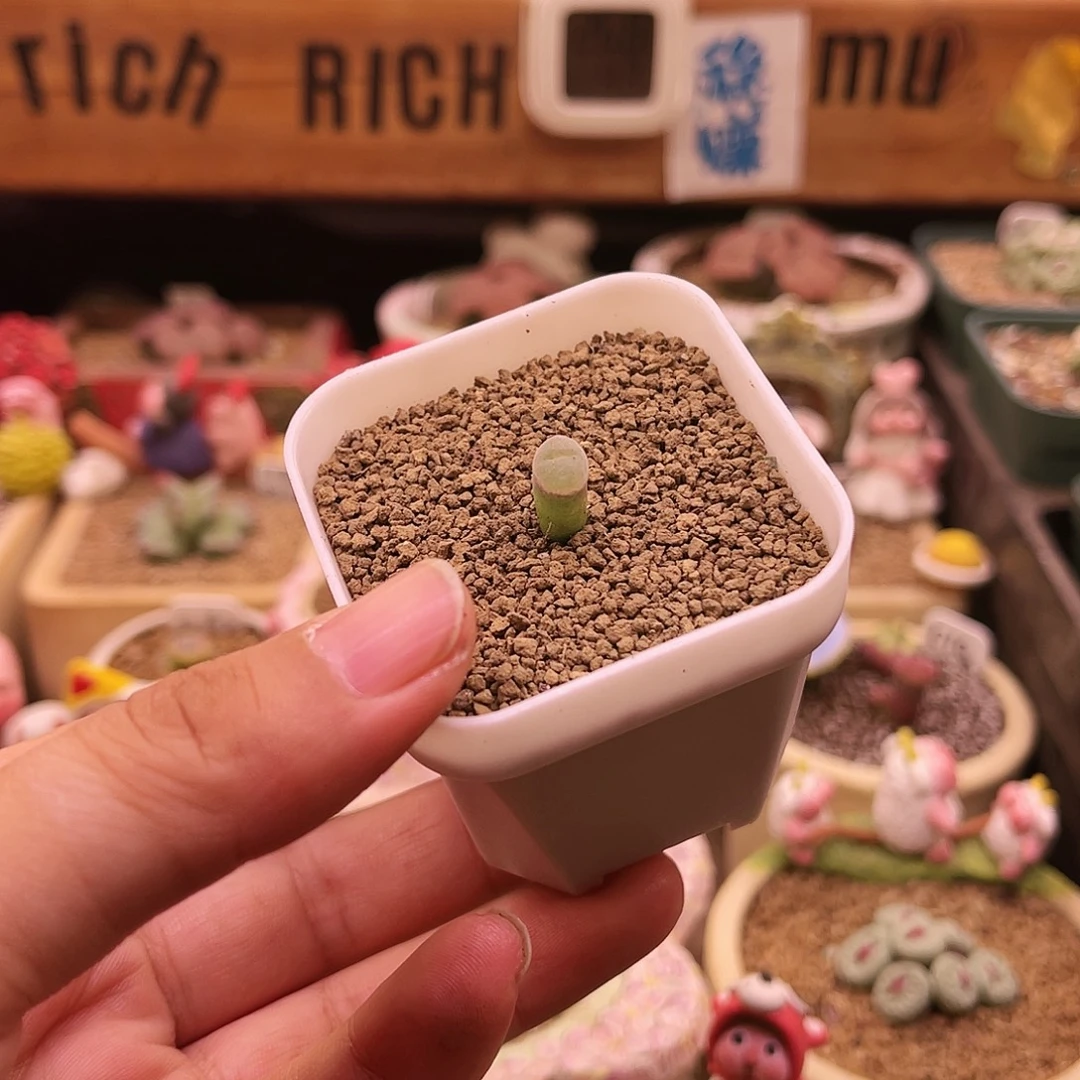 纽扣安格三年可带盆土发货