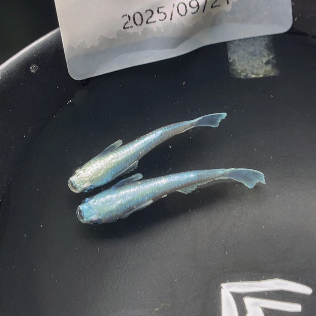 青鳉209玛利亚宽鳍一对