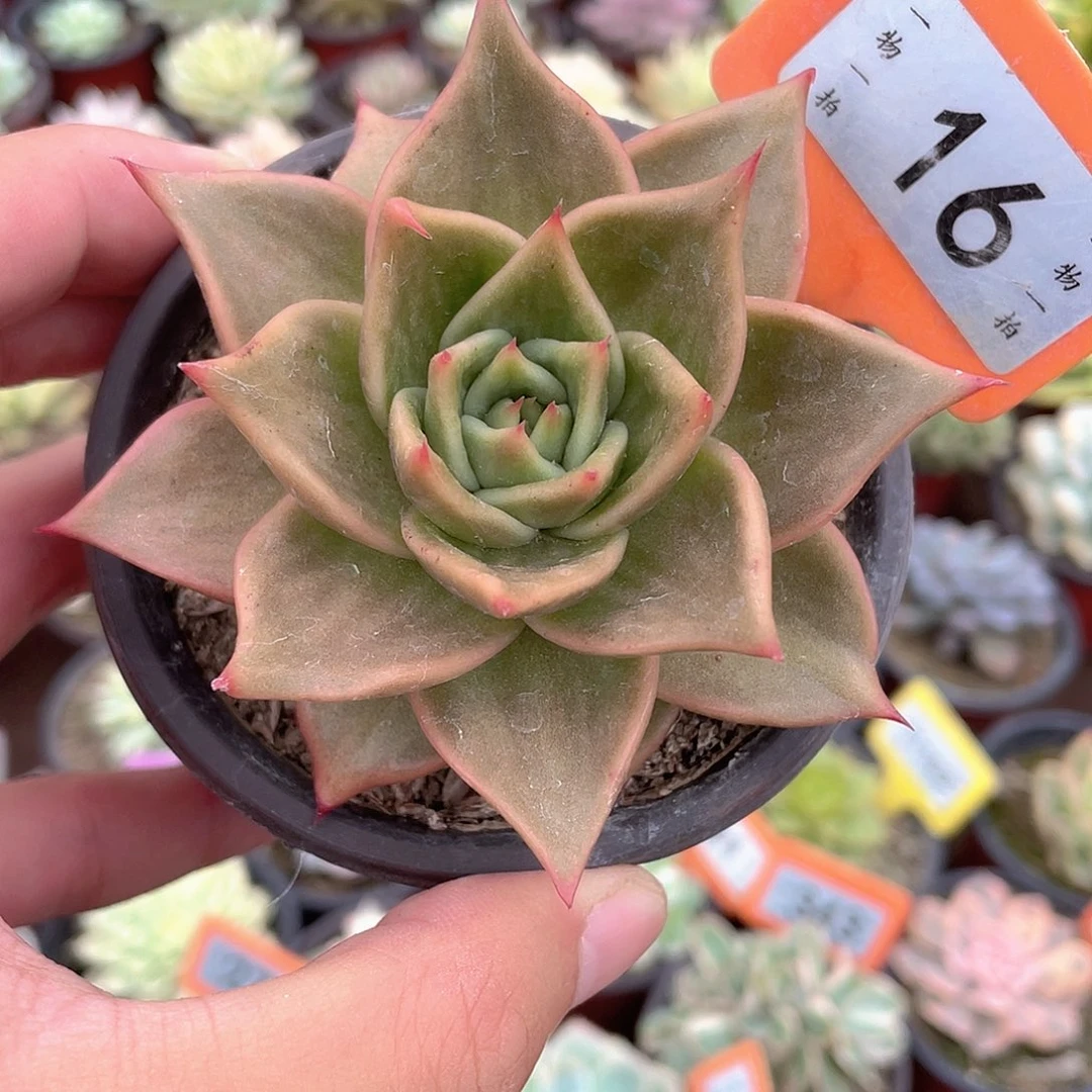 星星锦16多肉植物