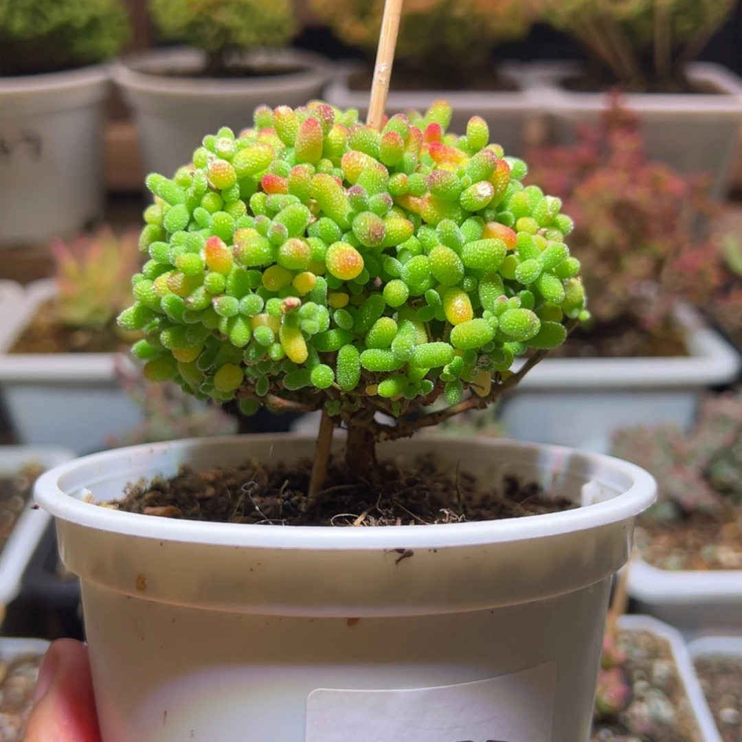 272金桔一物一拍包开箱