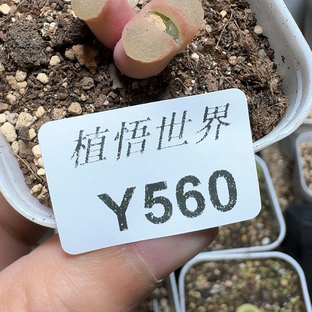 560号多肉植物哇d g