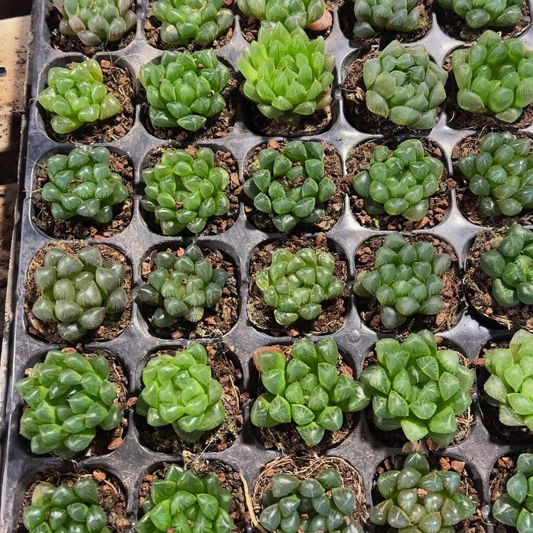 50孔玉露10颗随机量拍