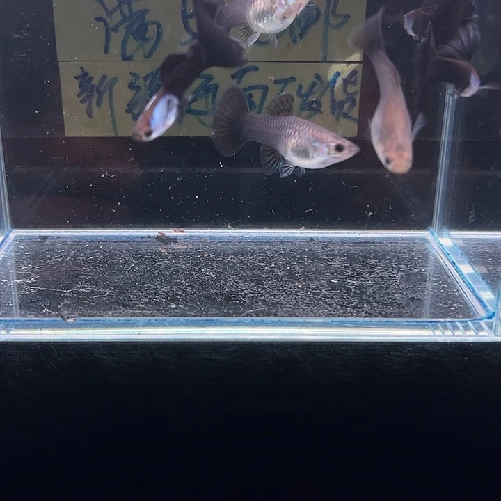 孔雀鱼艾尔银黑尾