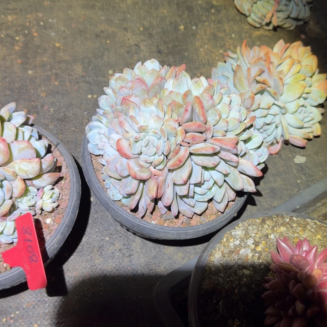 东****院朵朵多头橙梦路多肉植物