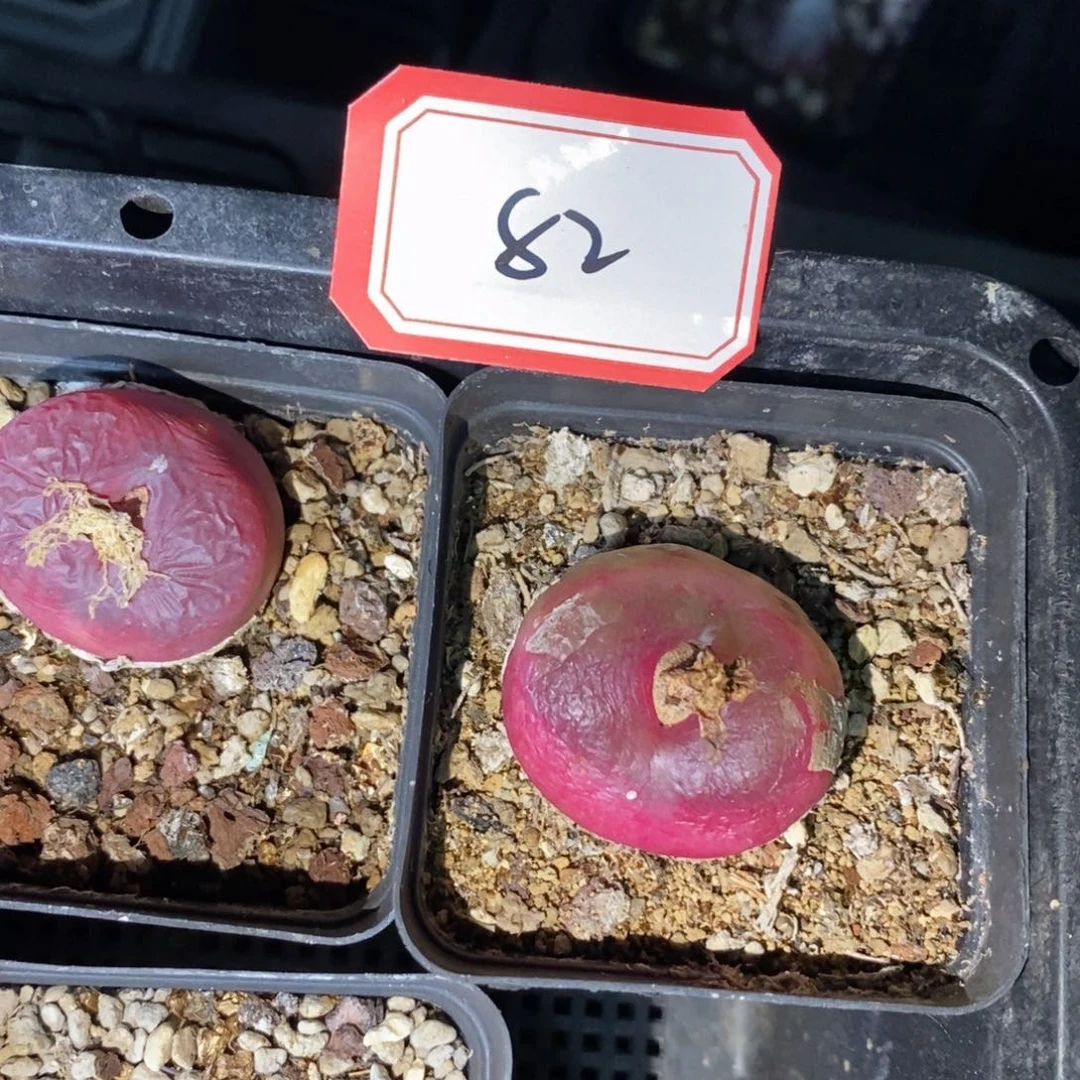 阿*56665666655555555555555