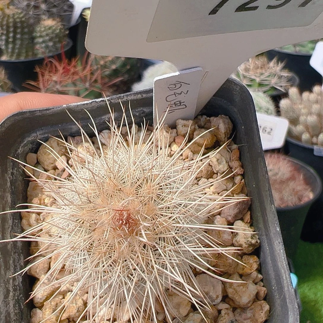 7297白毛虾实生裸根发