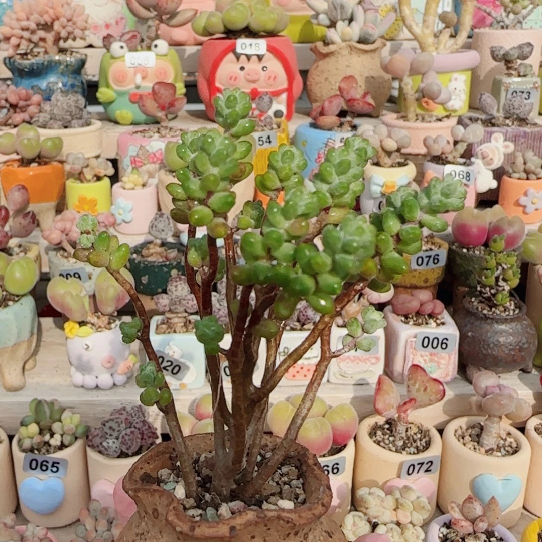 幸运树 盆口3.5cm