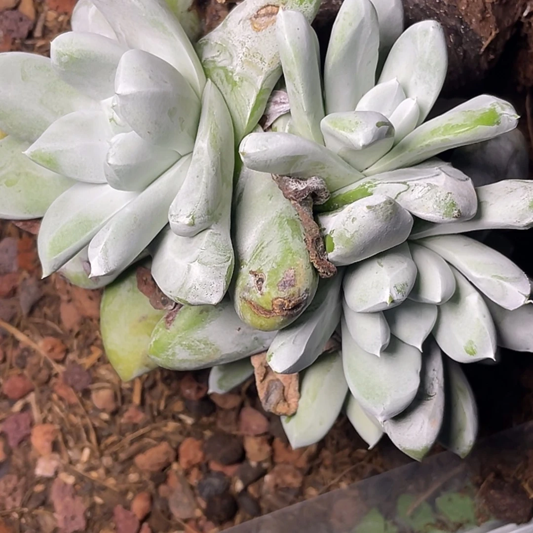 【闪购商品】格*拇指老庄