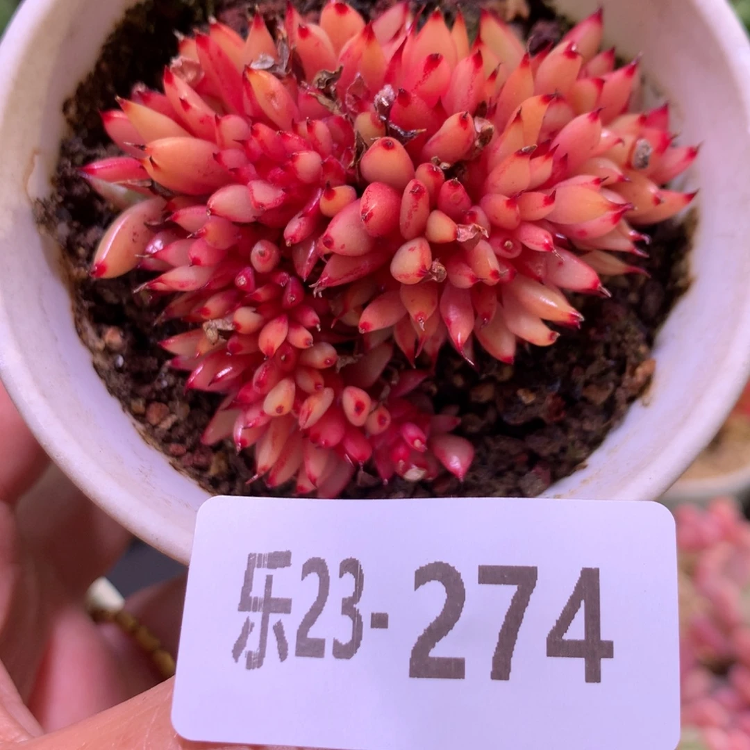 乐然23-274 乌木缀化