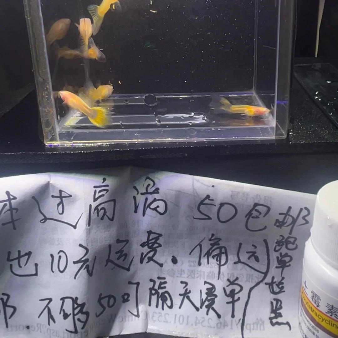 孔雀鱼黄金玻璃体孔雀鱼15