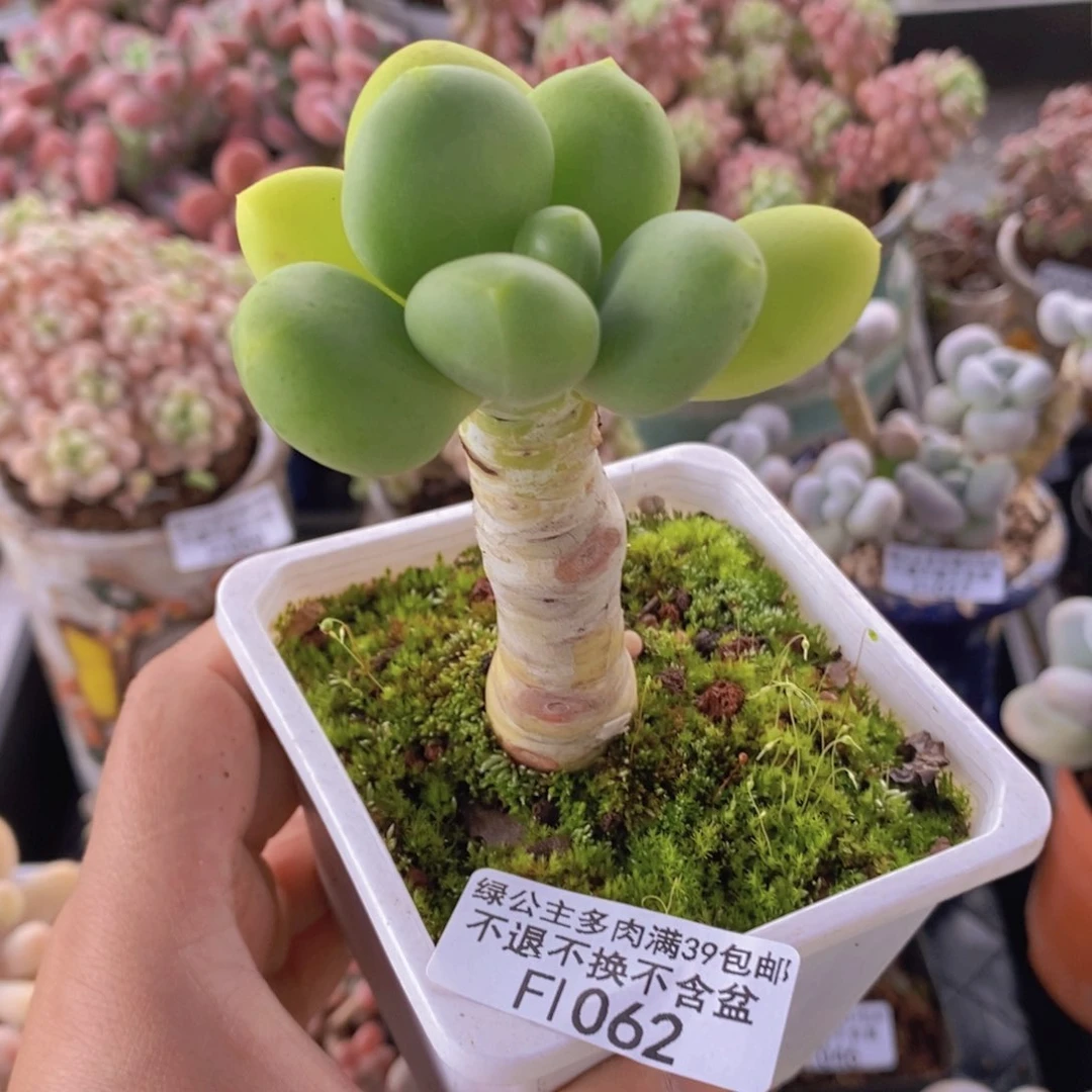 芒果奶老桩单头1062多肉植物