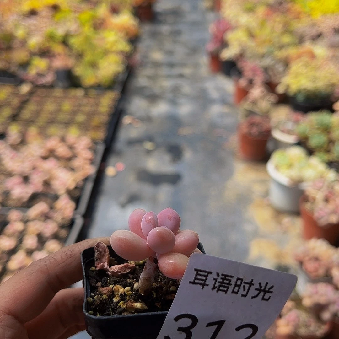 桃蛋，312，一单镂空，脱土发，