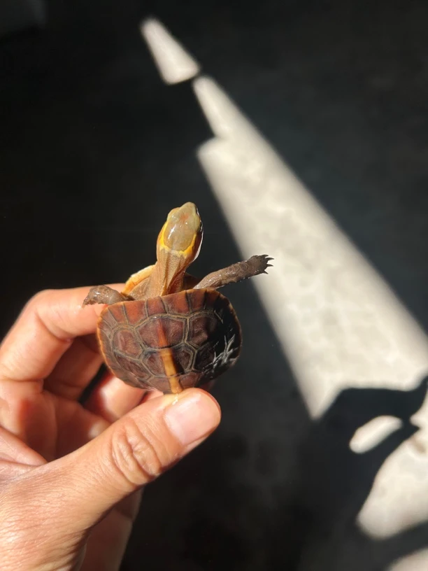 黄缘龟安缘观赏龟适合家庭饲养宠物小乌龟半水龟（图片仅供参考）