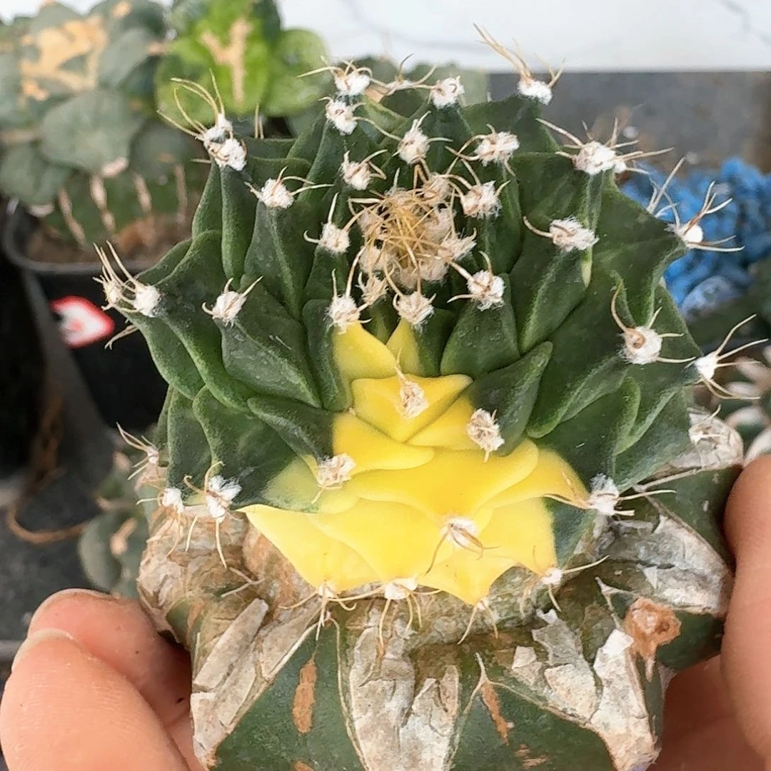 【闪购商品】无花朵帝冠锦