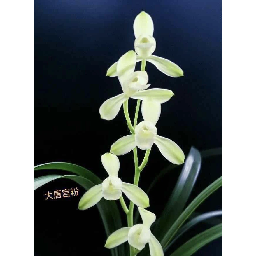 【大唐宫粉】建兰名品 老种3苗花开浓香 好养易活 对版