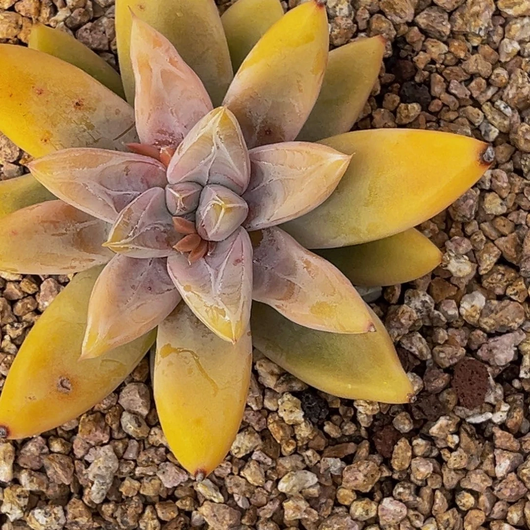 0027号上午多肉植物群生多肉植物
