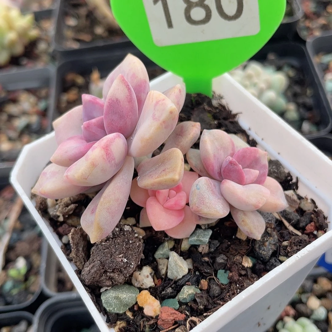 紫乐锦 脱土发 7口盆