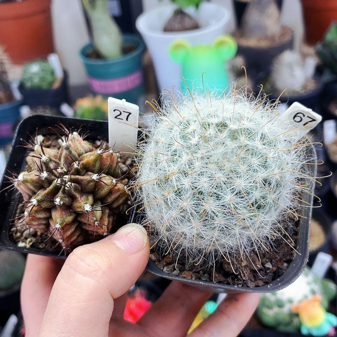 非偏远地区满25包邮仙人球