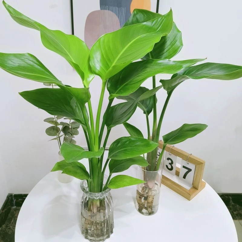 天堂鸟水培植物水养绿植室内盆栽家用好养大型四季花卉办公室内