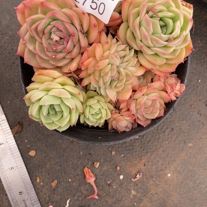 T****2精品多肉植物2750散