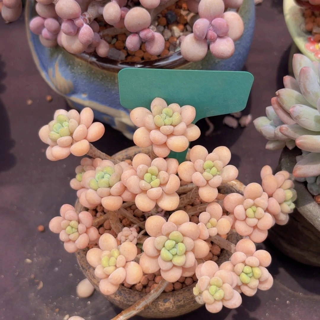 孤***岛我的小可爱们都好可爱