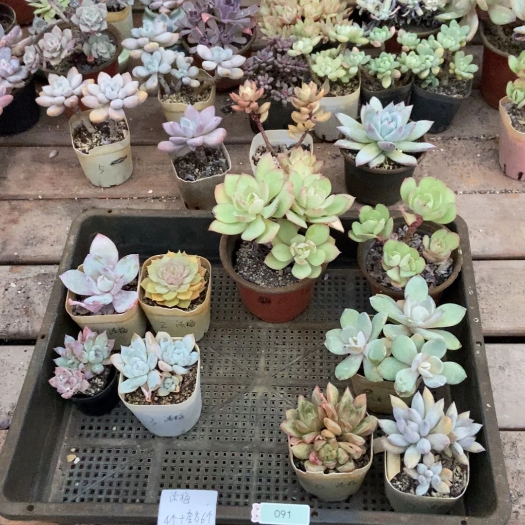 091号话梅专拍多肉四颗套餐多肉六颗