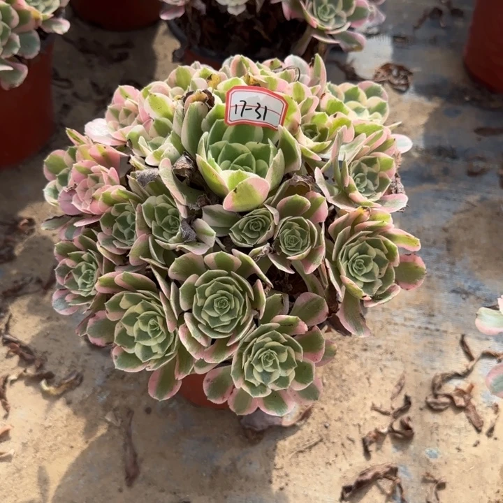 17-31七彩石不包售后