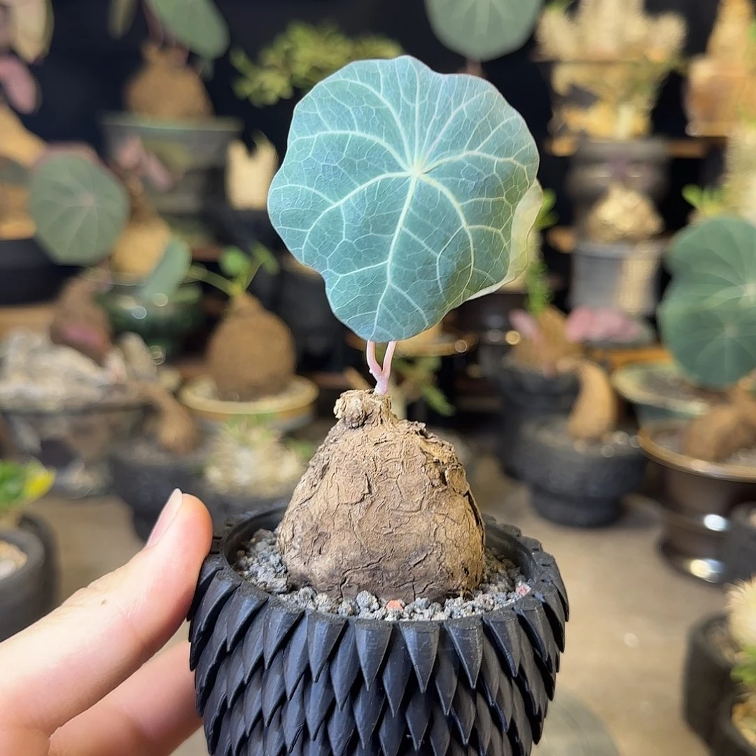 一物一拍老家一叶龟