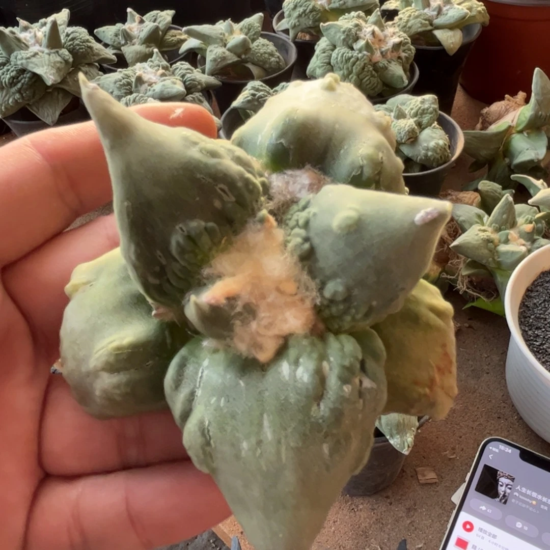 无花朵844实生怒涛9.7cm