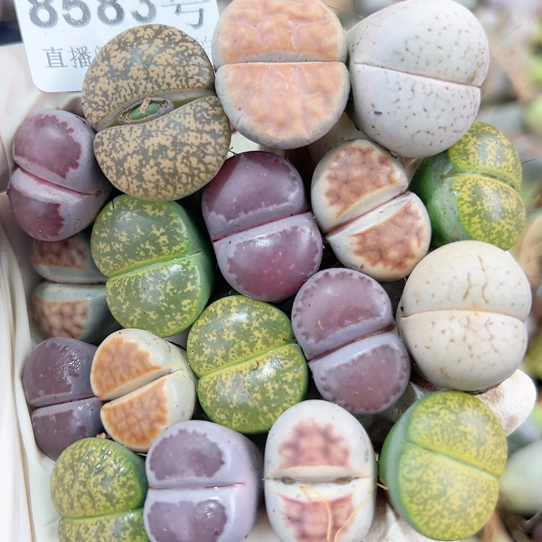 8583 好养易活生石花大母本18个