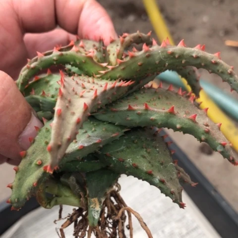 颂*卡萨帝芦荟母本芦荟