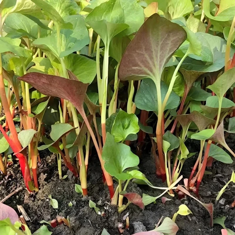 【全店满5包邮】鱼腥草种子折耳根种子四季种植阳台庭院盆栽地载泡