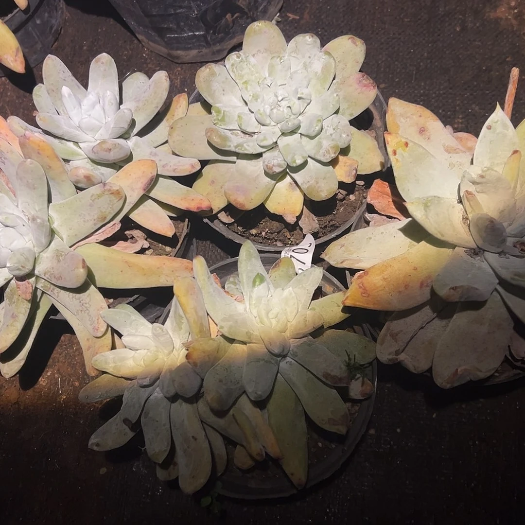 传*4颗仙女杯多肉。