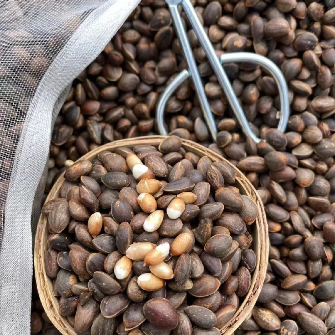 云南新鲜薄壳落水松子原味清香微甜颗粒饱满可生吃零食干货批发