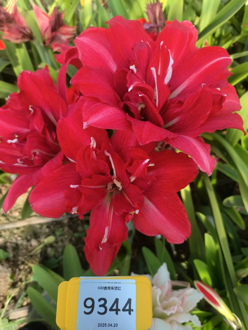 【现货】朱顶红种球杂交朱顶红种球9344