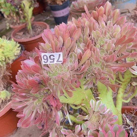 浮***云多肉植物一个法师