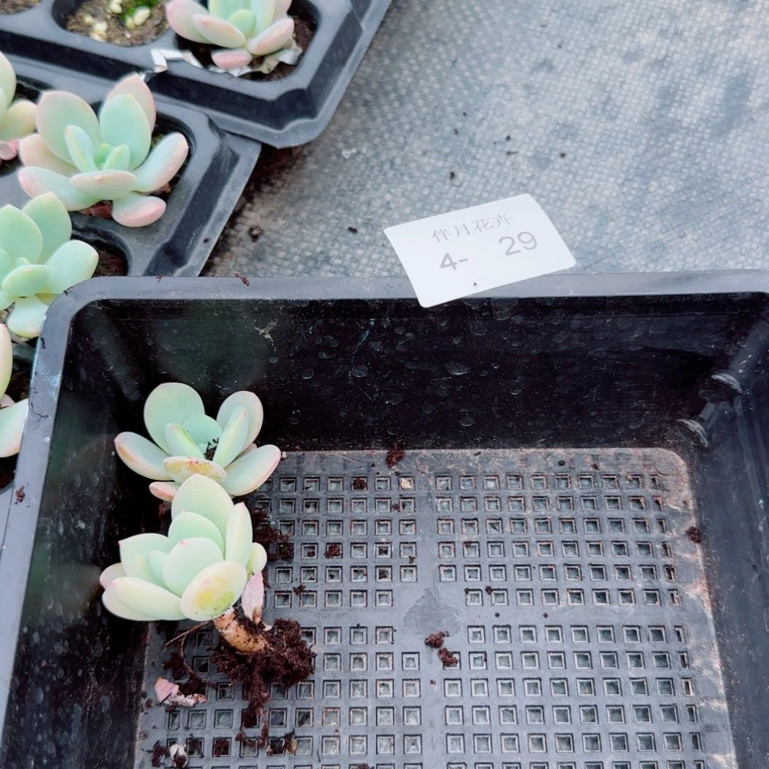 4-29劳尔白凤杂交两颗量拍