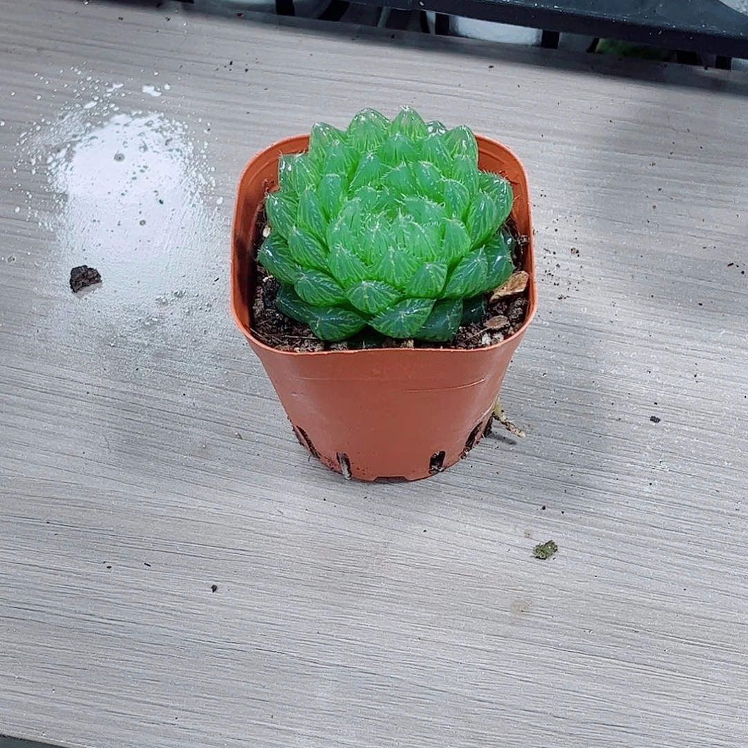 翠云玉露一勿一拍