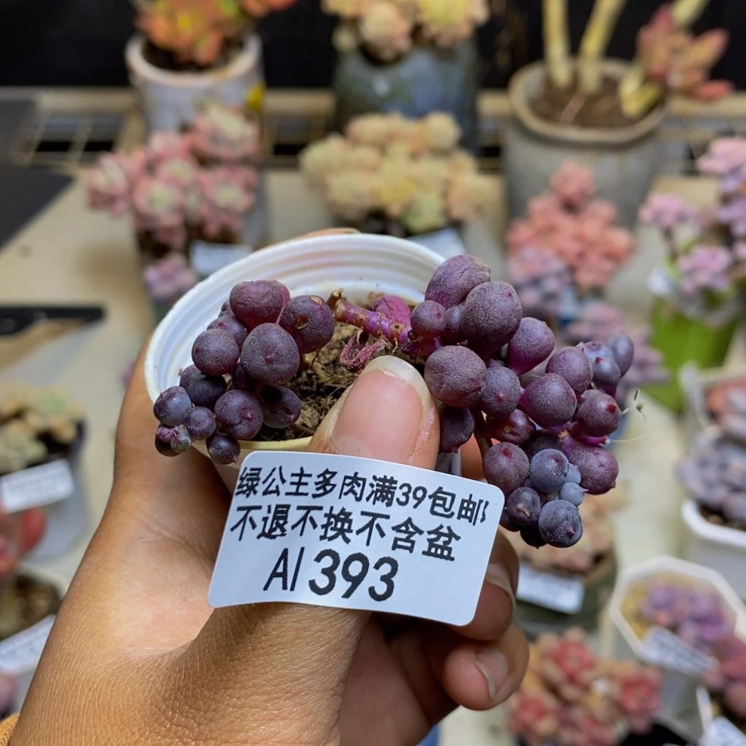 393紫泡泡多肉4cm