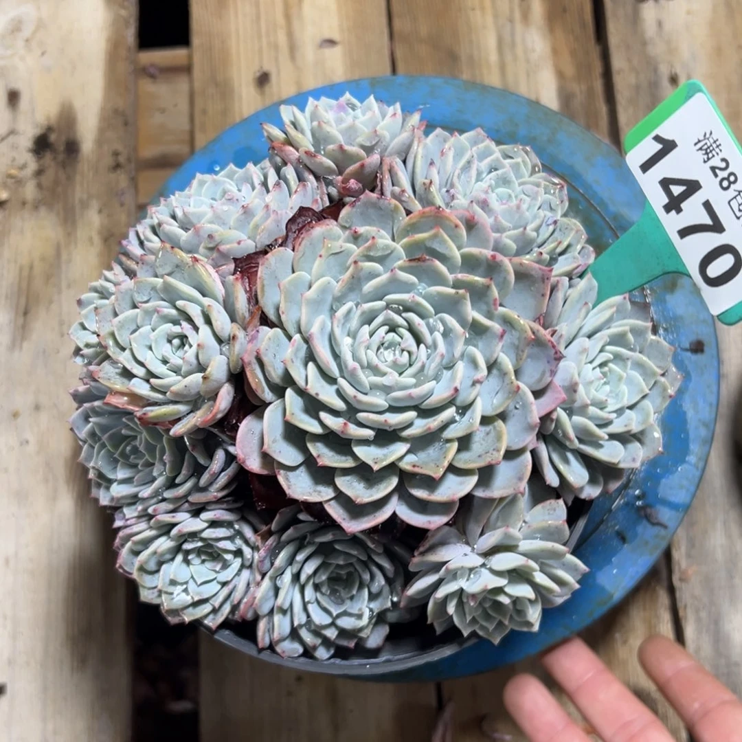 1470海棠花，冠服17