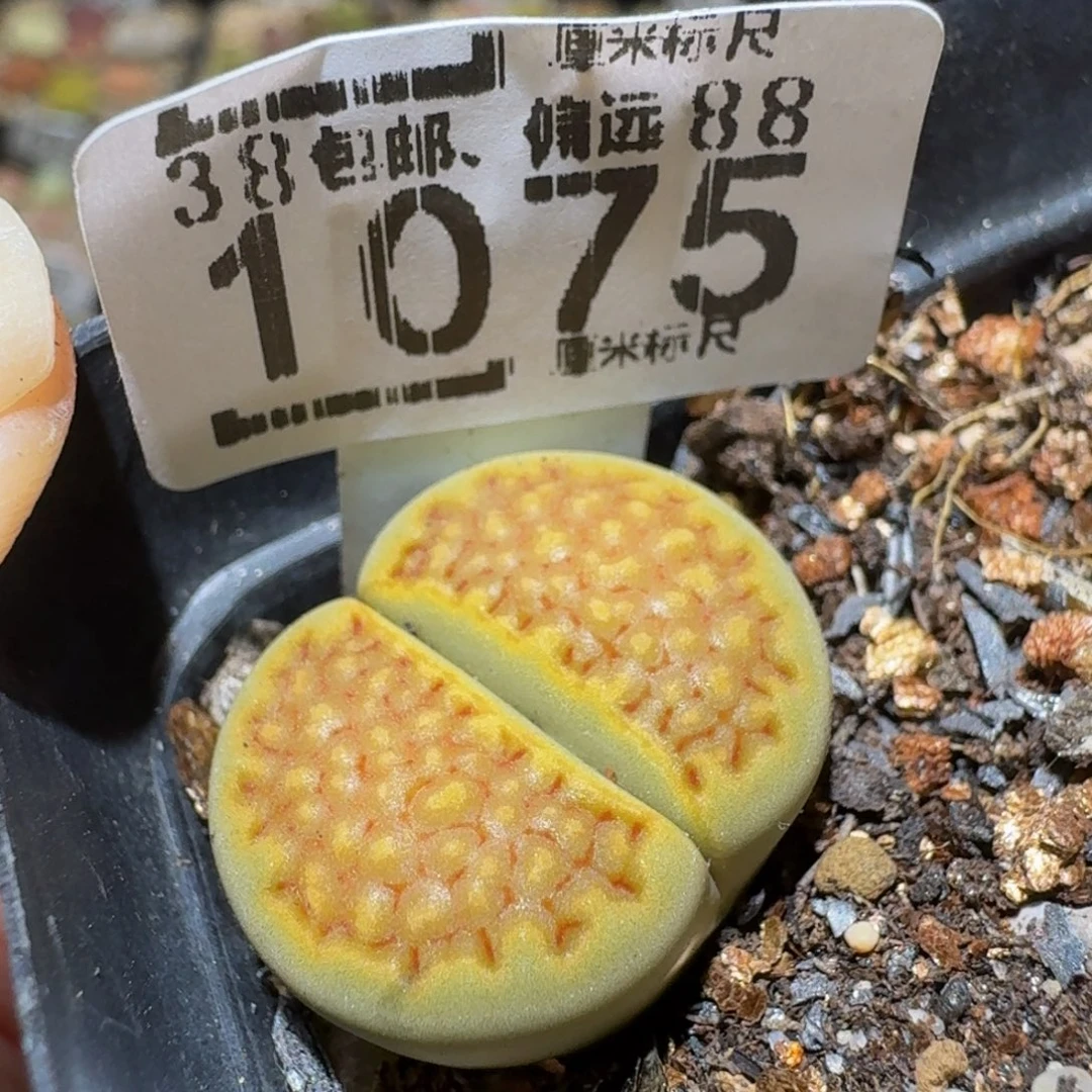 Ssss精品生石花1075