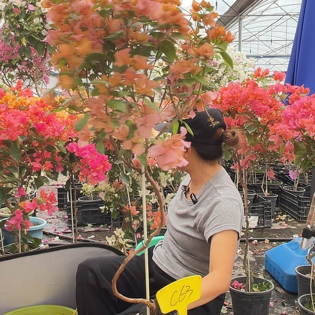 C****大部分花苞少量开放C63金发女郎