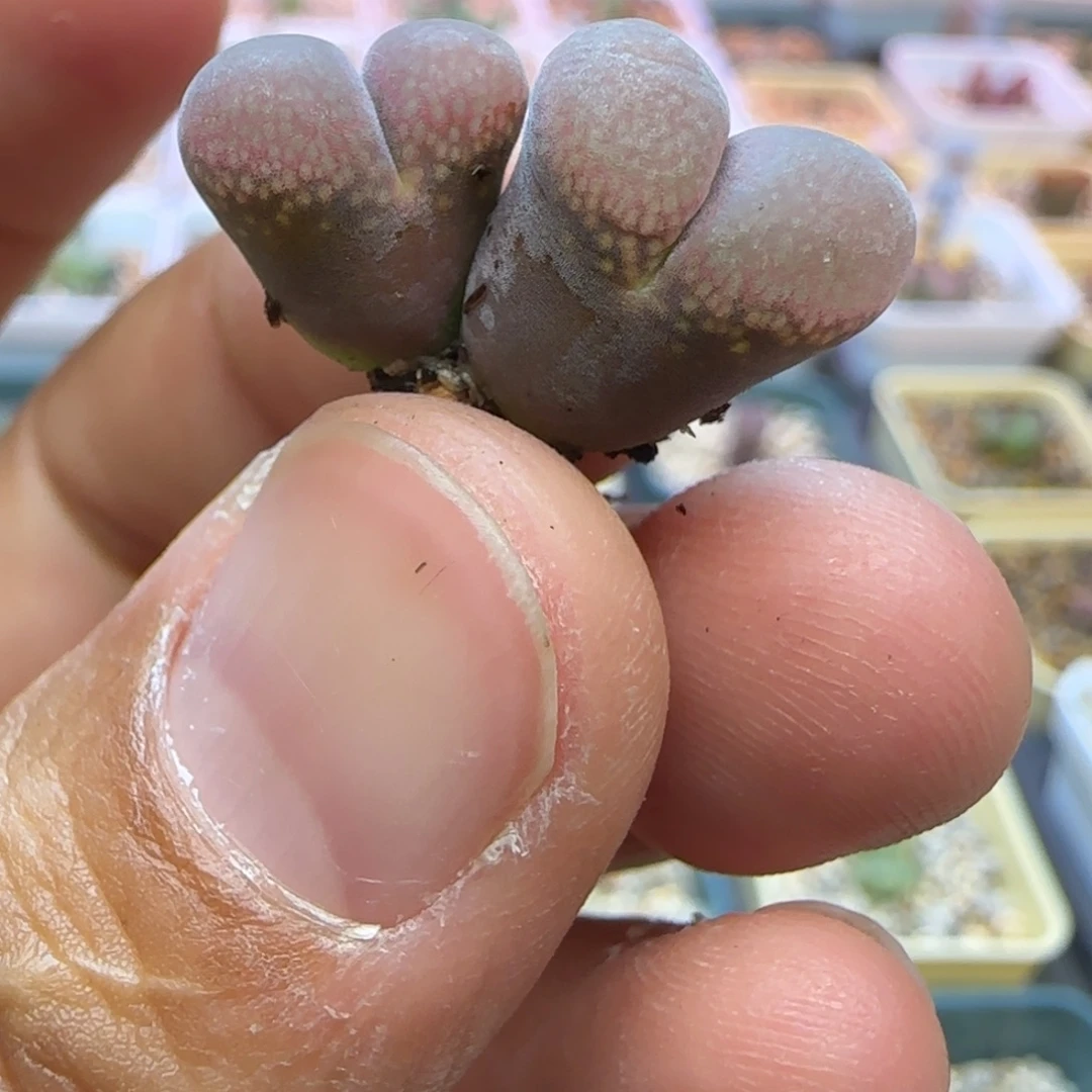 是***客c10双头多肉植物一颗