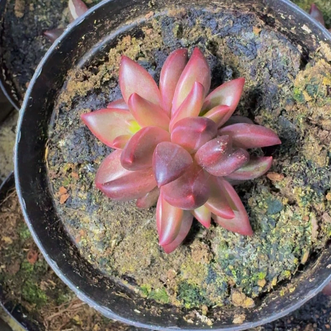 莉莉丝 3头  一物一拍