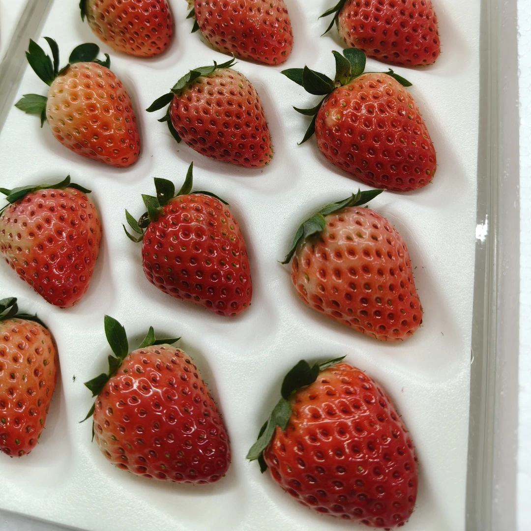 四川应季巧克力冬草莓