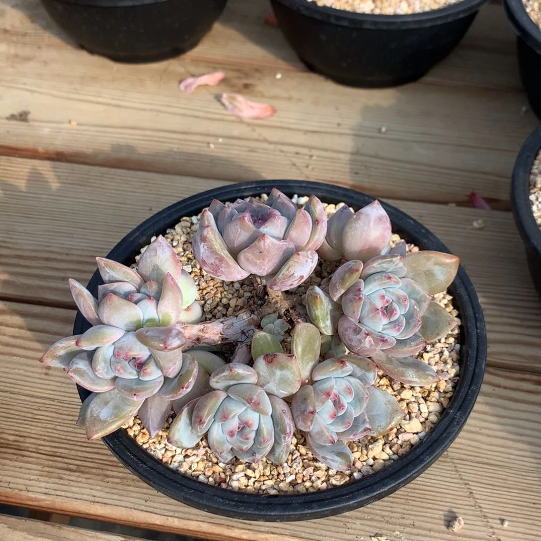 m**omiao突尼斯发货多肉